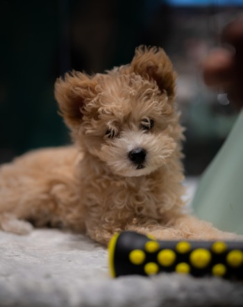 Pomapoo Puppy For Sale - Windy City Pups